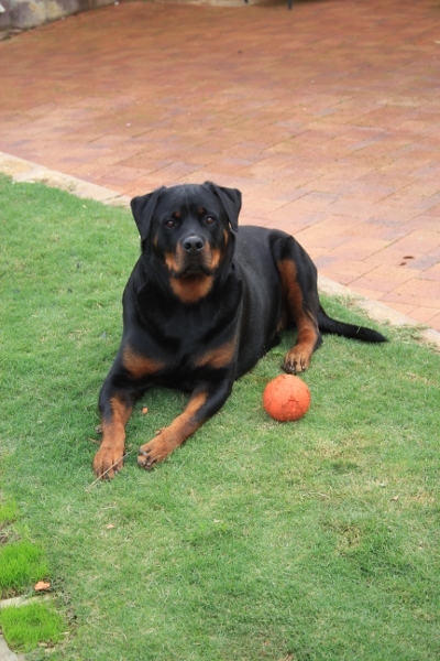 Best Buddy (400x600).jpg