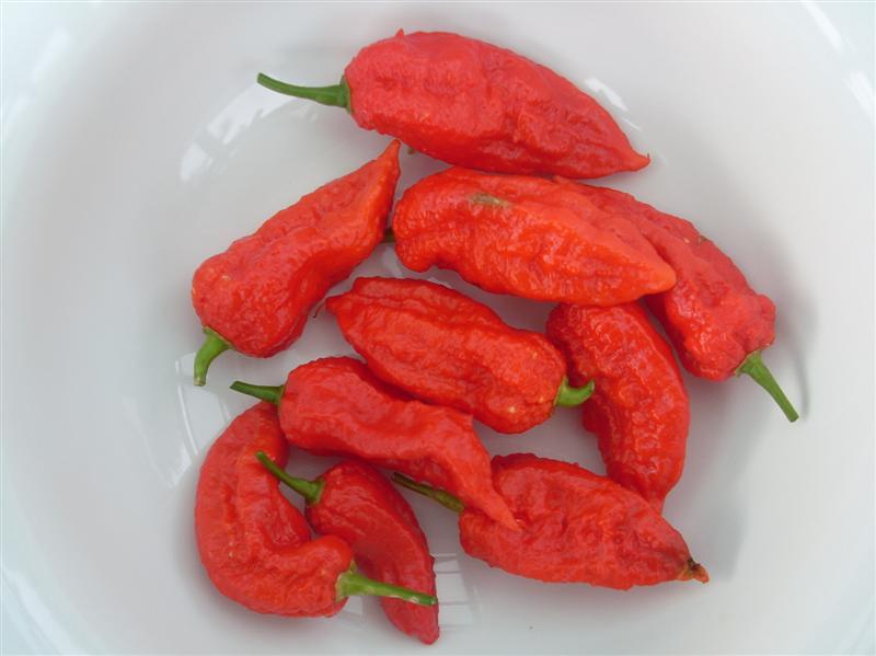 samara 012 (Medium).JPG