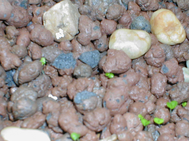 Basil 2007-10-05 002.jpg