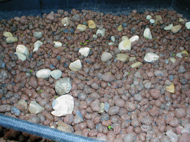 Basil 2007-10-05 001.jpg