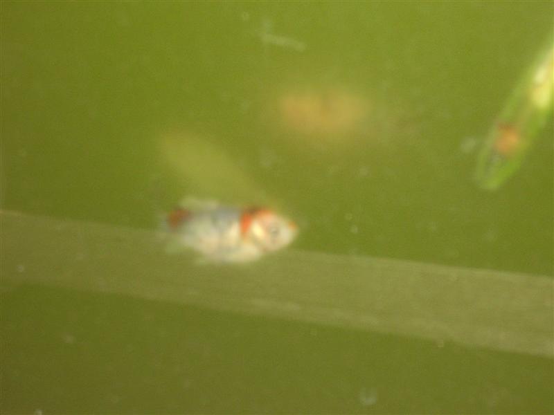 PA060070 (Medium).JPG