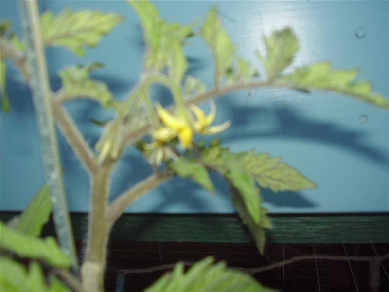 PA060060 (Medium).JPG