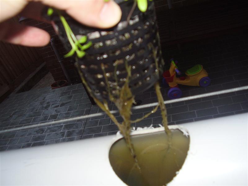 PA060062 (Medium).JPG