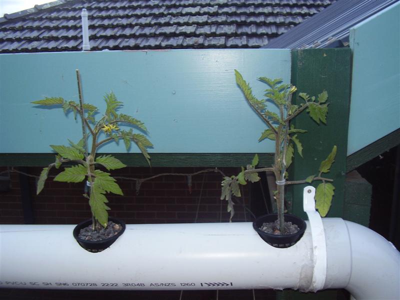 PA060057 (Medium).JPG