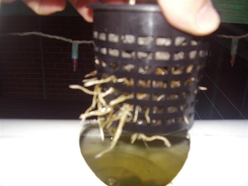 PA060059 (Medium).JPG