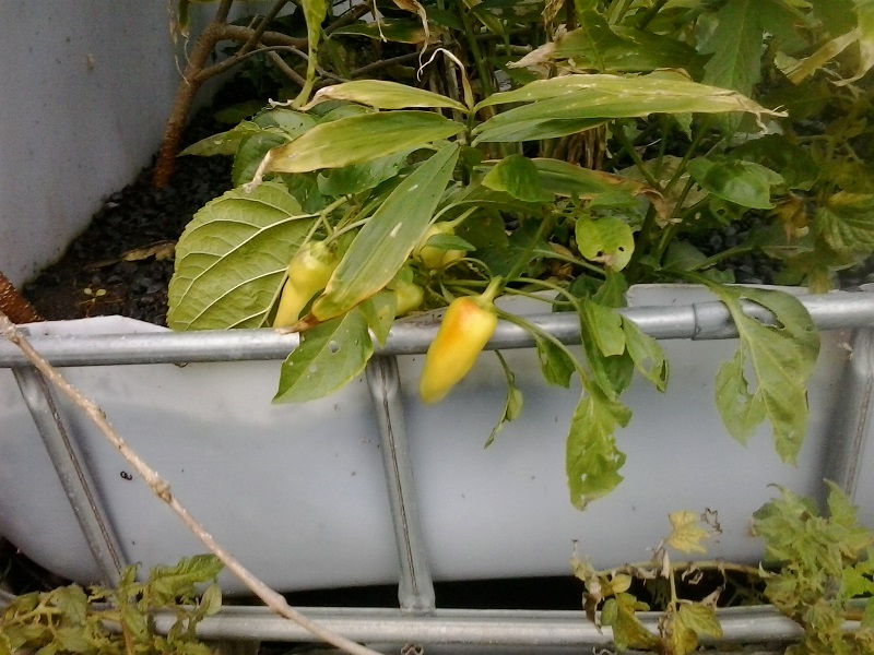 2014-05-26 07.23.20.jpg