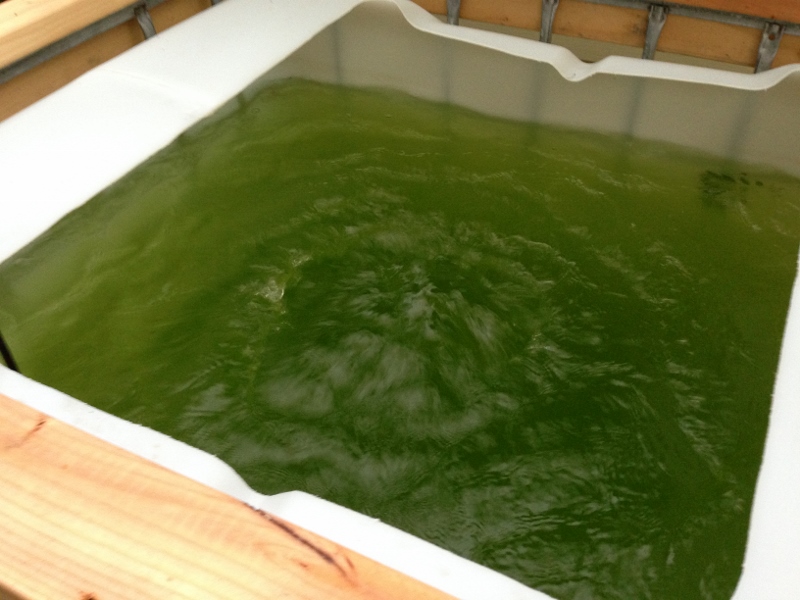 IMG_1631 (800x600).jpg