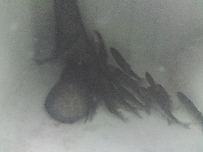 Trout 31st May 2014.jpg