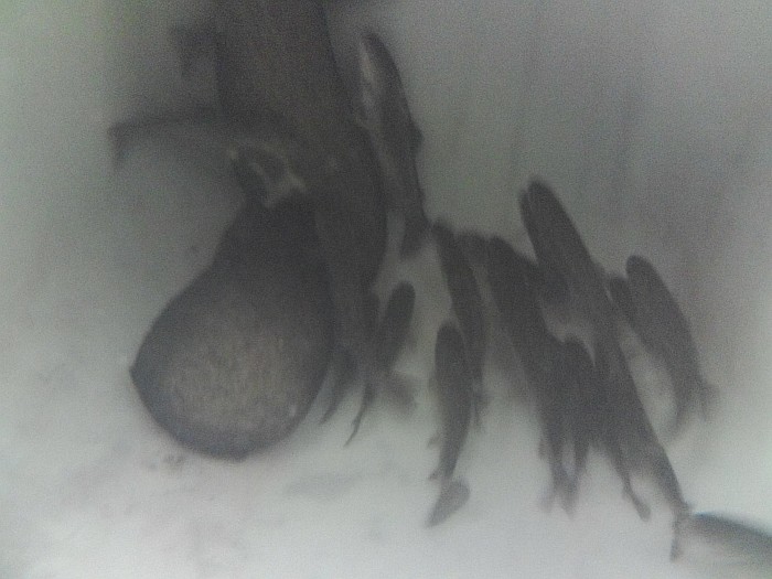 Trout in 31st May 2014.jpg