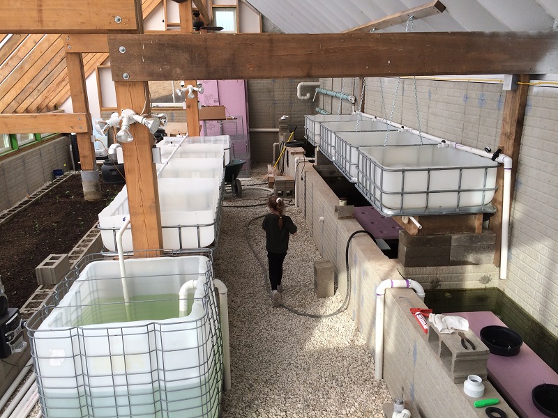 Grow Beds and duck weed tank.jpg