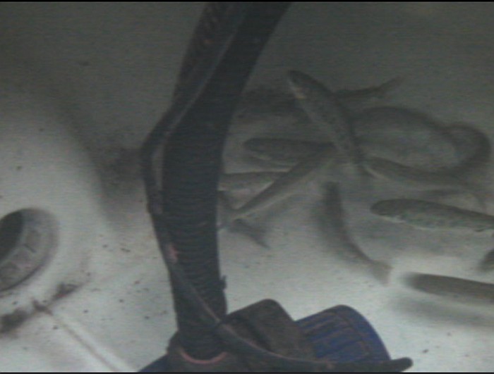 whatchu doin trout.jpg