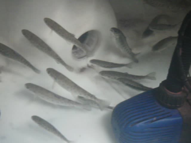 weirdo trout 2nd June 2014.jpg