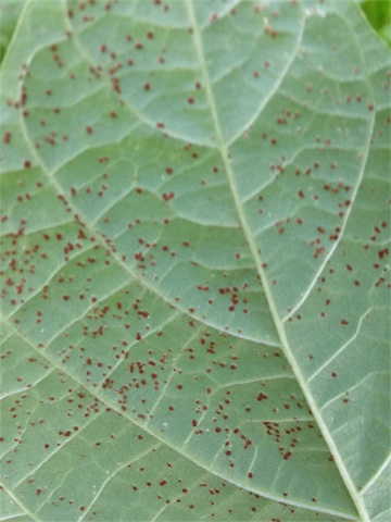 Beans 06.06.14_001.jpeg