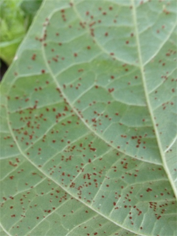 Beans 06.06.14_002.jpeg