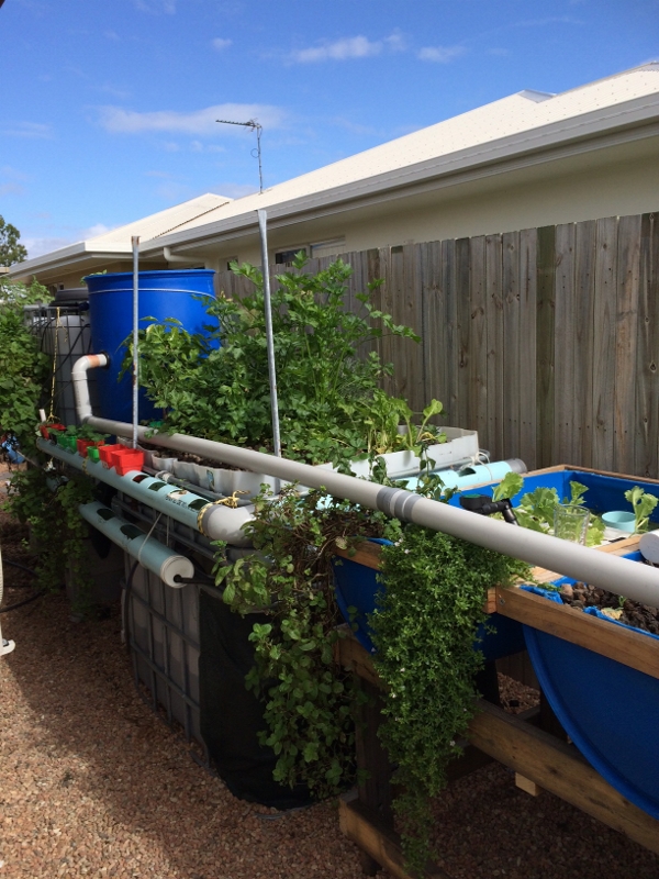 ns1 (600x800) (2).jpg