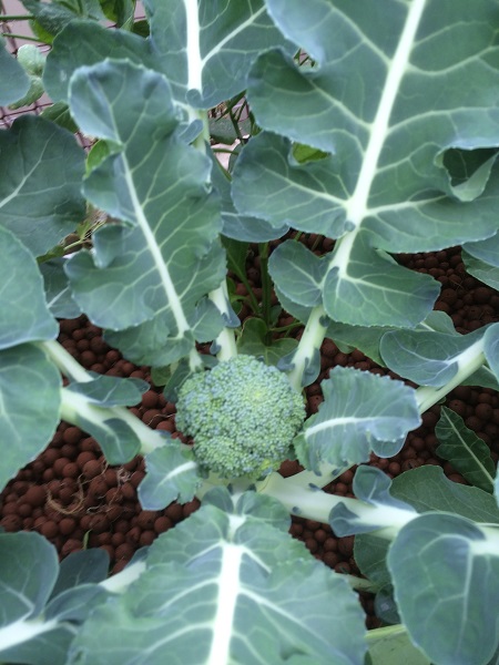 IMG_1064 Resized.jpg