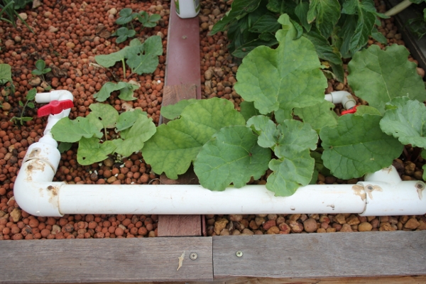 Pebbles vs Pea Gravel.jpg