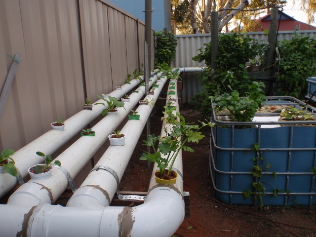 NFT @ 3 weeks  (640x480).jpg