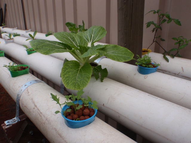 Seedlings @ 3 weeks (640x480).jpg