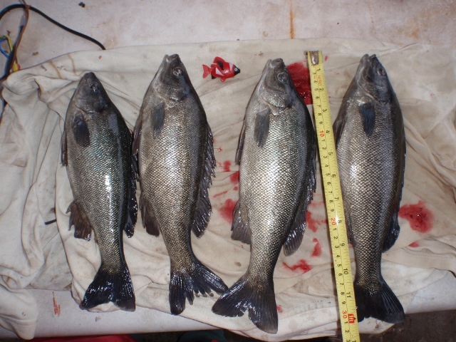 Harvest 8-6-14 (640x480).jpg