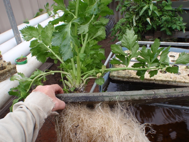 celery 50mm net pot (640x480).jpg