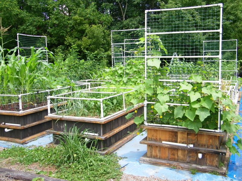 wicking beds northwest1.JPG
