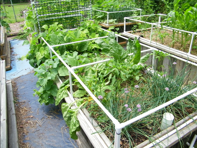 wicking bed closeup 1.JPG