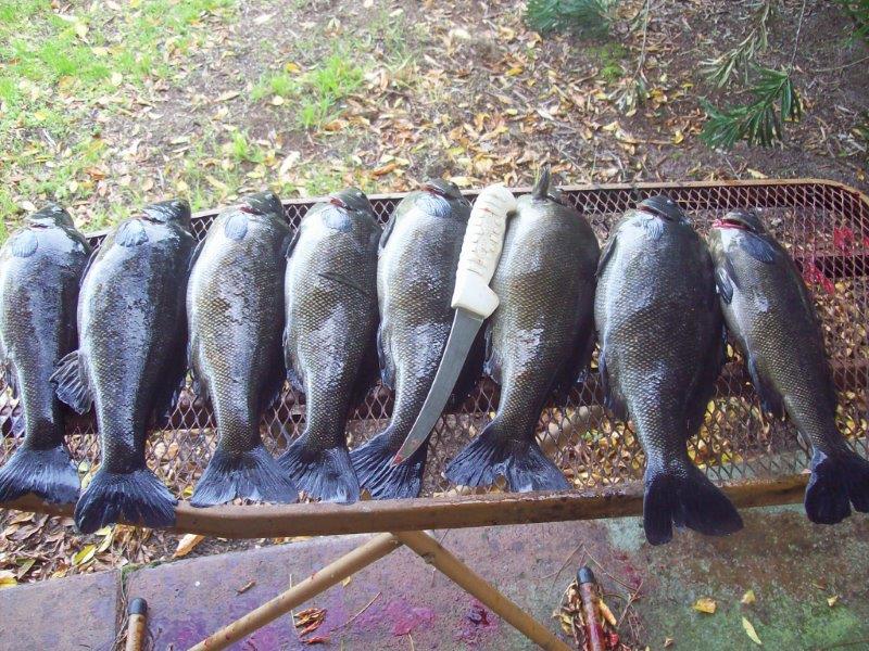 silver perch (1-2) 13.6.14.jpg