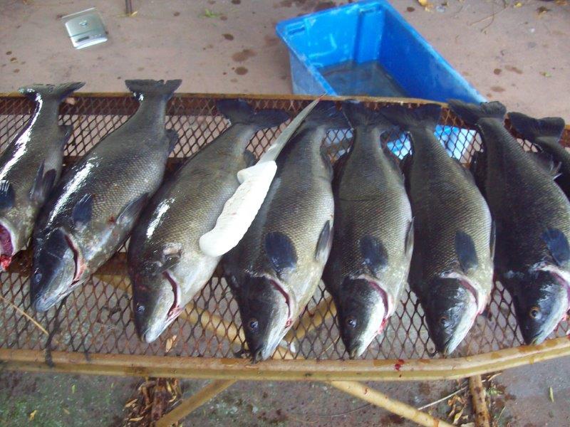 silver perch (2-2) 13.6.14.jpg