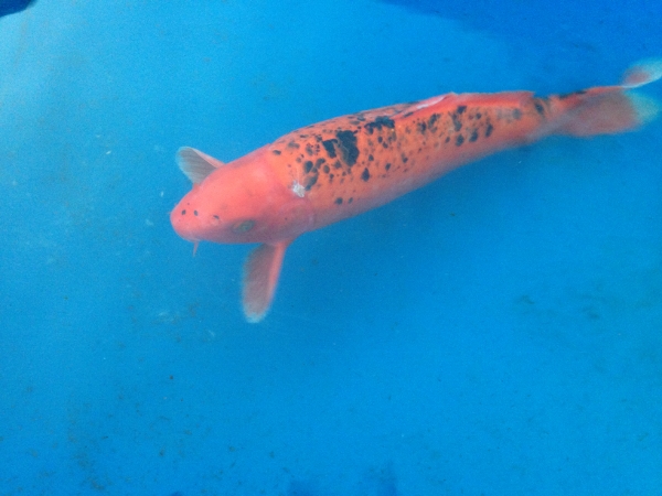 photo2 (600x450).jpg