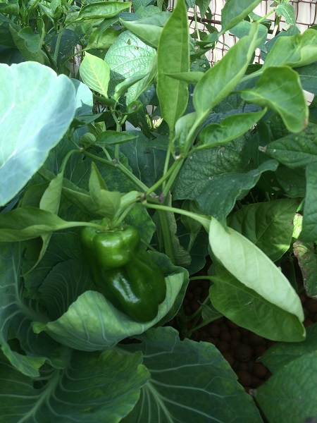 IMG_1092 Resized.jpg