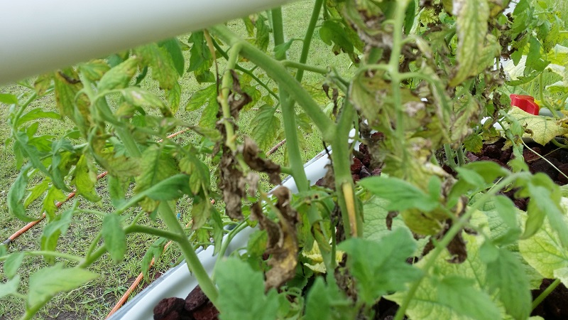 2014-06-15 12.42.32.jpg