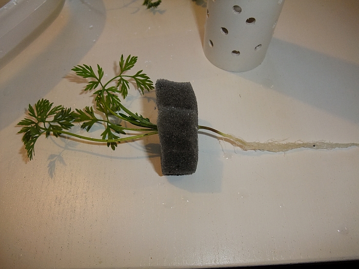 Step 3, put carrot seedling in foam.jpg