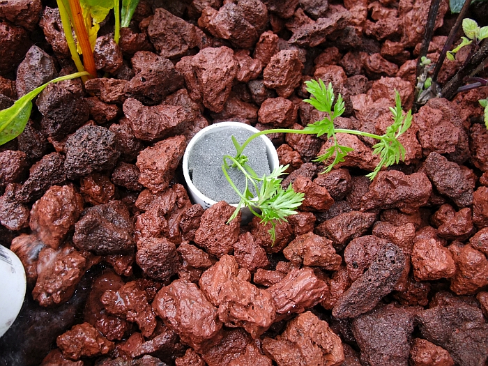 Step 5, plant tubes in GB.jpg