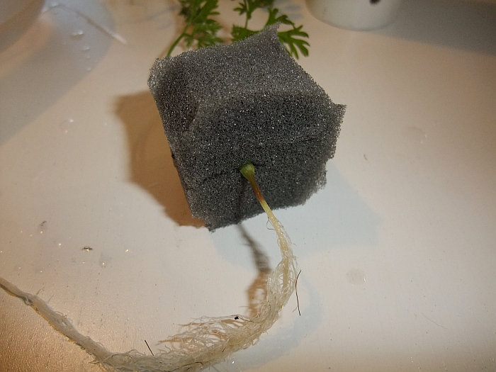 hopefully it wont make the stems rot.jpg