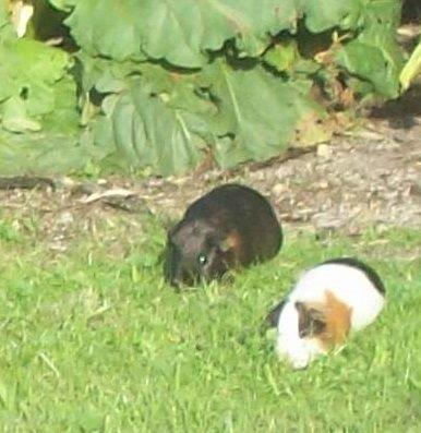 Free Range G.Pigs resized.jpg