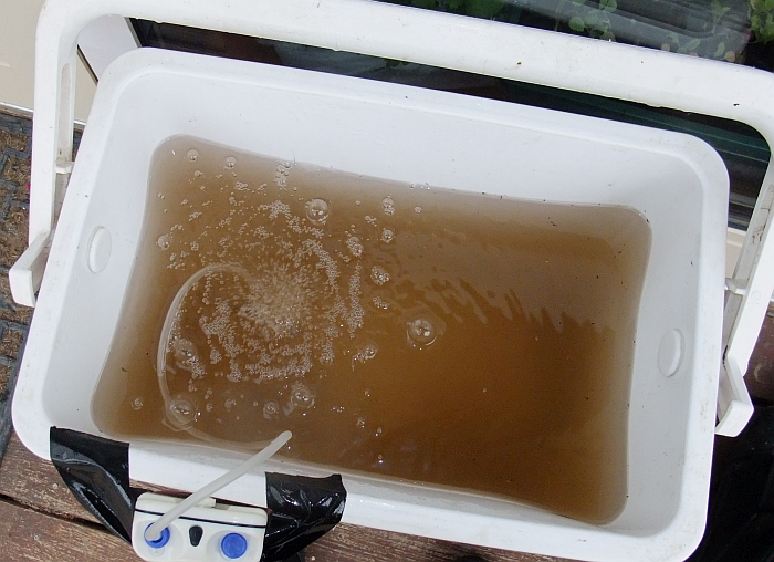 goldfisheseses temporary home.jpg