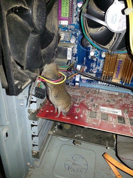 mouse in rockroom computer (Custom).jpg