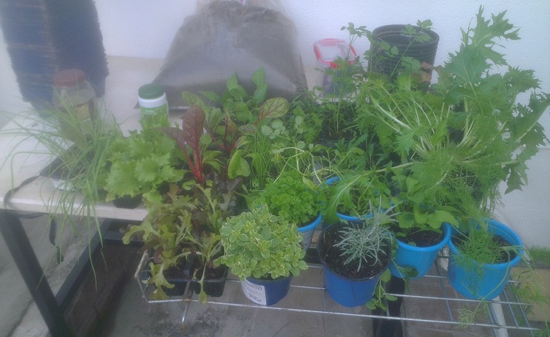 BYAP - From the nursery.jpg