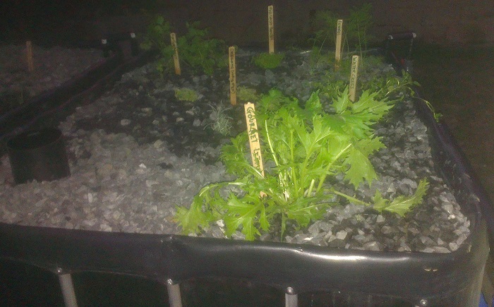 Bed 1 - 22-6-2014.jpg