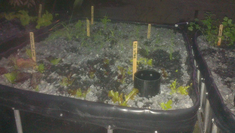 Bed 2 - 22-6-2014.jpg