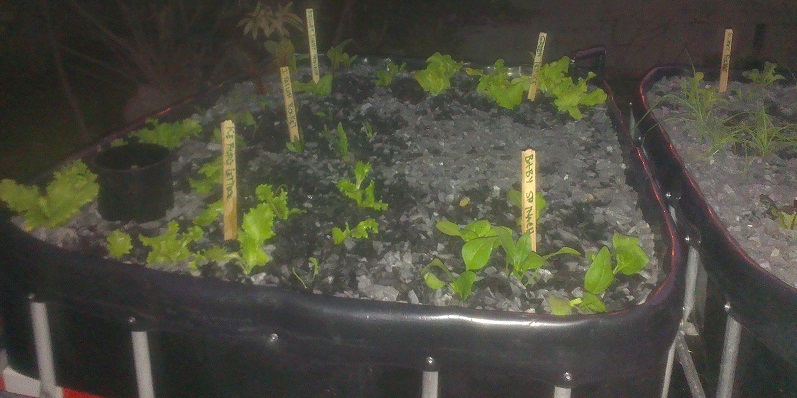 Bed 3 - 22-6-2014.jpg