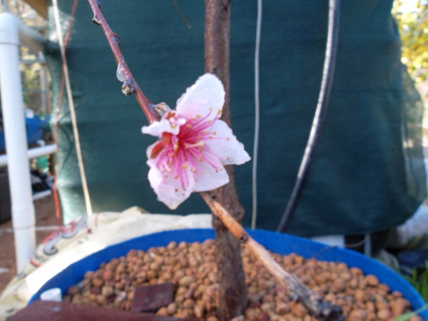 Start of flowers.jpg