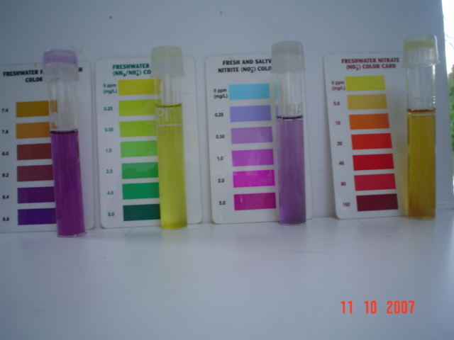 Pond Nutes Oct 11'07.jpg