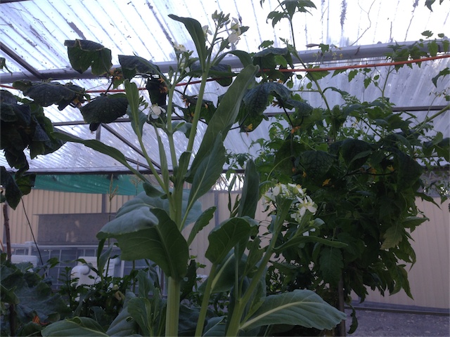 Broccoli 1.07.14_001.jpeg