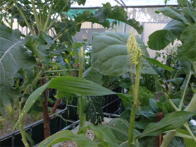 Broccoli 1.07.14_002.jpeg