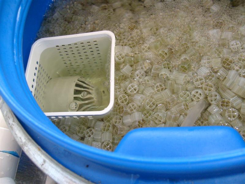 S6303556 (Medium).JPG