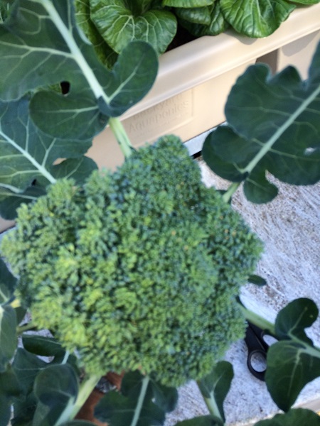 IMG_1115 Resized.jpg