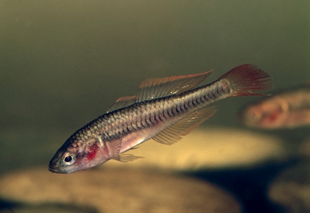 firetail_gudgeon.jpg