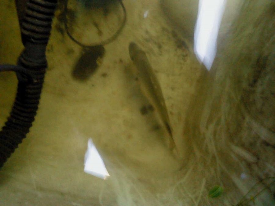 greedy pig of the sea.jpg